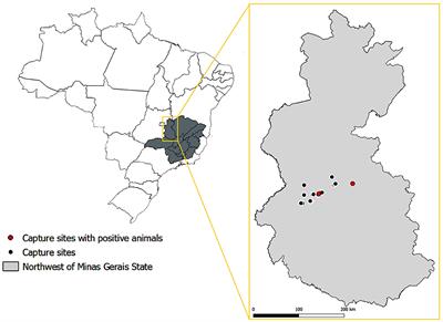 Antigenic and molecular evidence of Brucella sp.-associated epididymo-orchitis in frugivorous (Artibeus lituratus) and nectarivorous (Glossophaga soricina) bats in Brazil